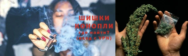 сатива Новокубанск