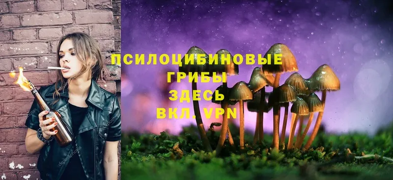 Псилоцибиновые грибы Psilocybe  Красновишерск 